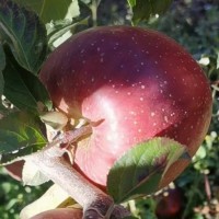 2025最新大凉山高原冰糖心丑苹果