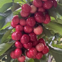 来自大凉山的车厘子，脆甜多汁