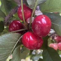 大凉山车厘子，大樱桃