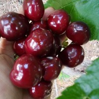 大樱桃，车厘子，黑珍珠