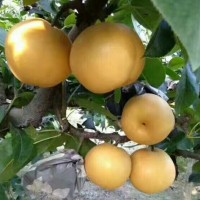 丰水梨海量货源大量供应