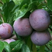 脆红李，口感佳，脆甜可口